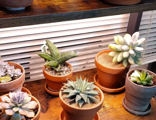 Top 3 Best Cheap LED Grow Lights for Houseplants
