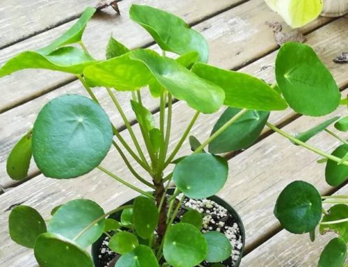 How to Care for Your Chinese Money Plant (Pilea Peperomioides)