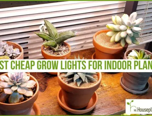 Top 3 Best Cheap LED Grow Lights for Houseplants