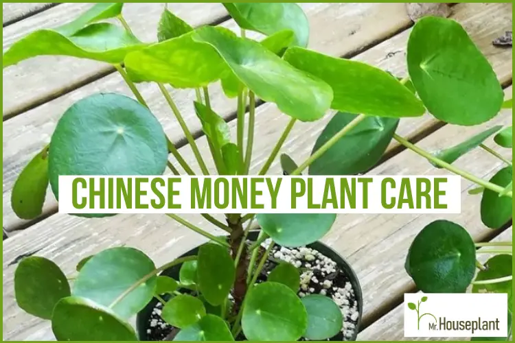 featured-chinese money plant care