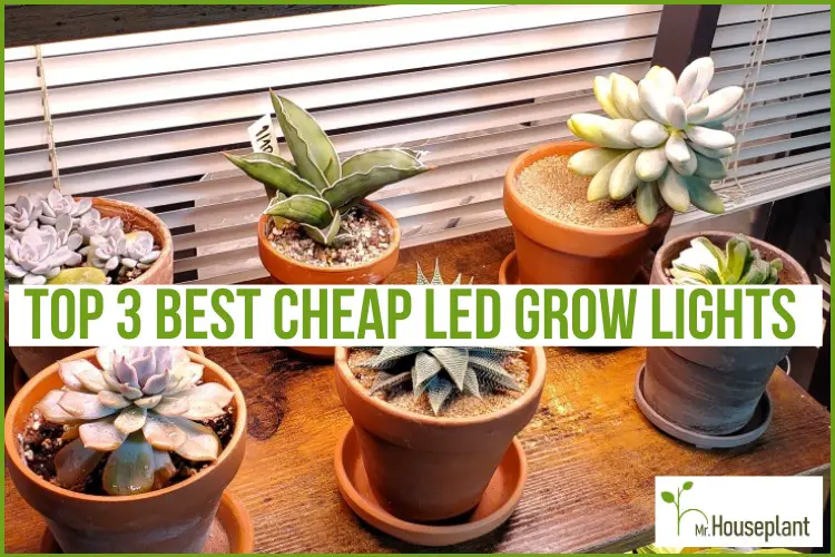 featured photo-best cheap grow lights for indoor plants