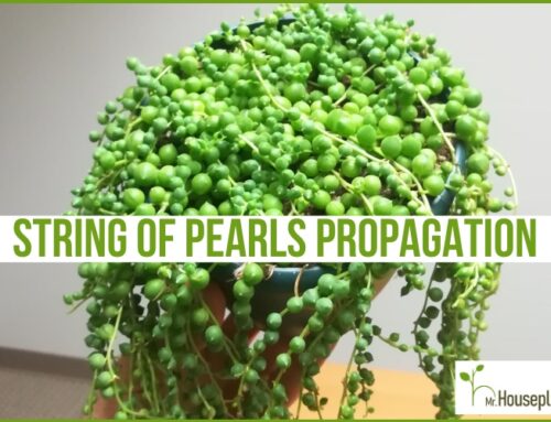 How to Propagate String of Pearls (The Right Way)