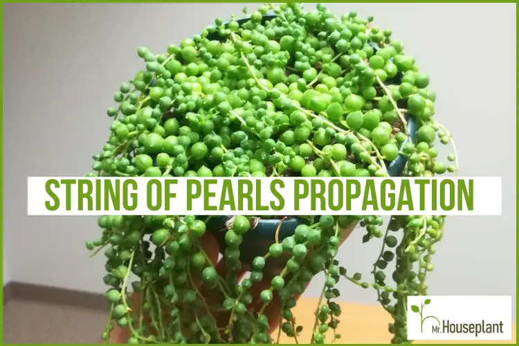 featured photo-how to propagate String of Pearls