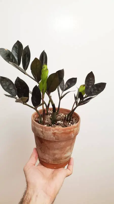 Mr. Houseplant’s ZZ Raven with young new stems