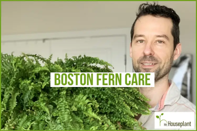 featured-boston fern care