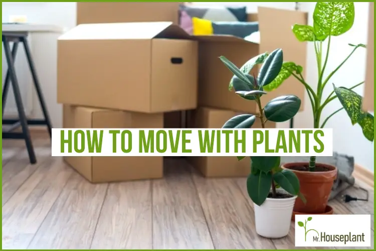 featured-how to move with plants