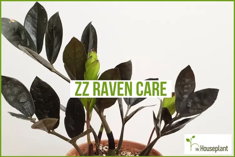 featured-zz raven care