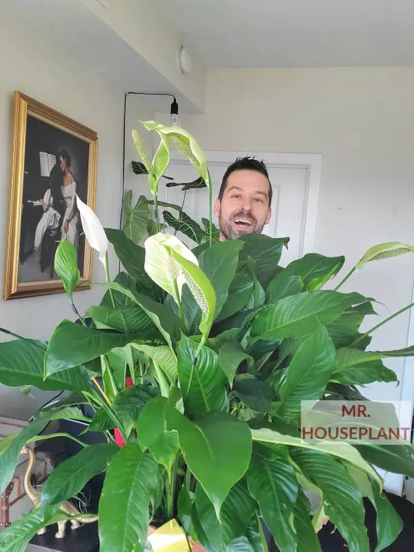 Peace Lily plant in bloom