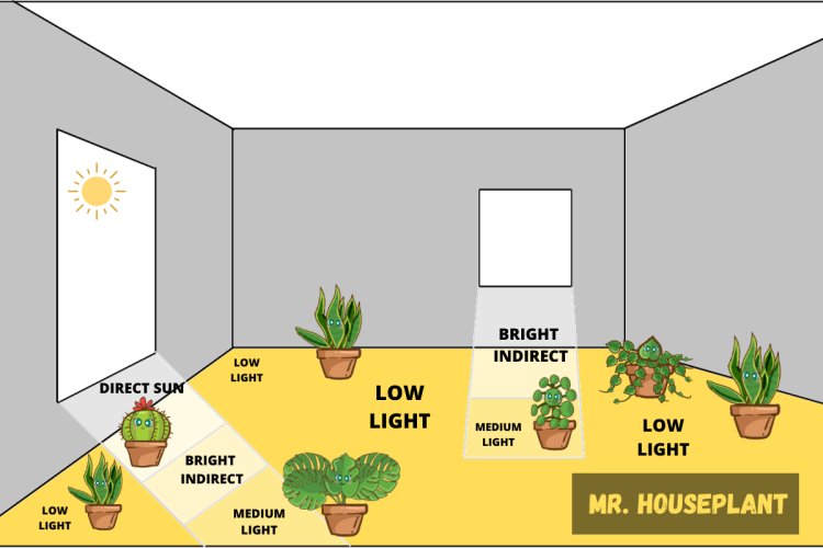 A diagram of bright indirect light, medium light, low light and direct sunlight