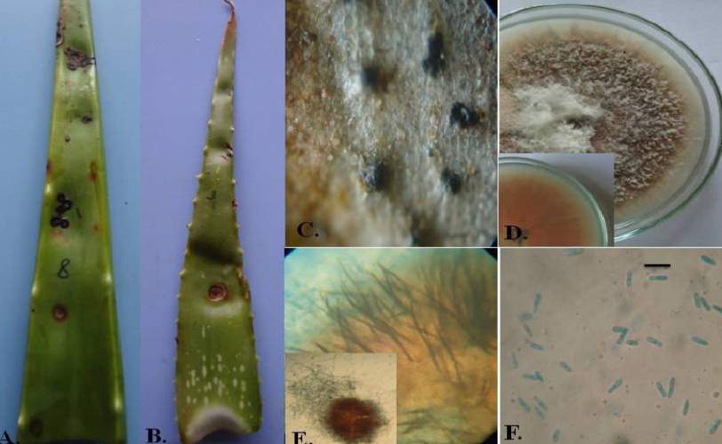 Six photos in one showing fungal diseases on aloe vera leaf
