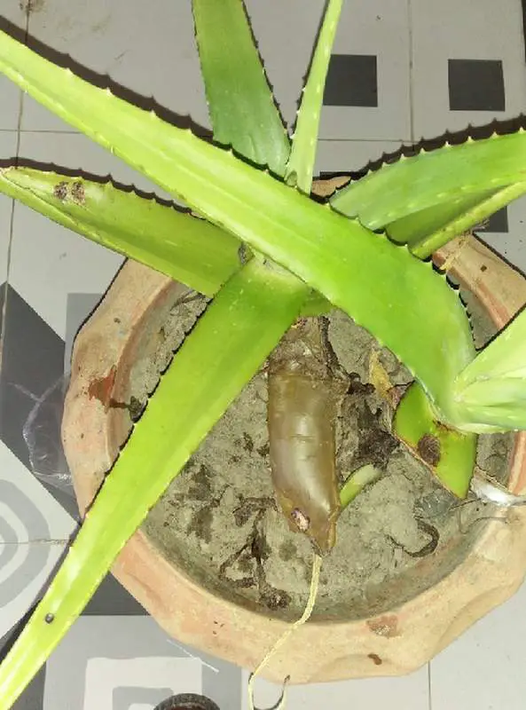 Aloe Vera plant in its pot