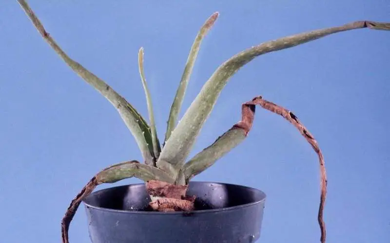 A plant with dried parts in a blue pot