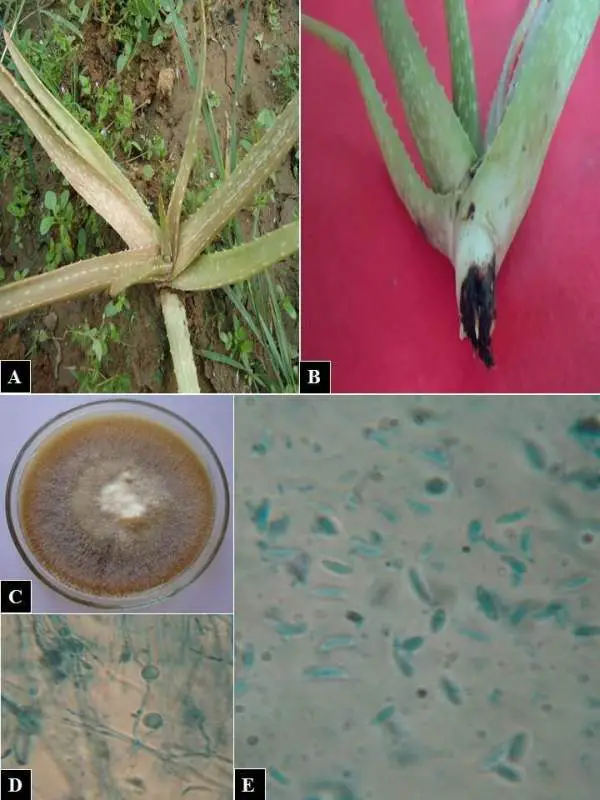Five photos in one representing Fusarium solani disease on a plant