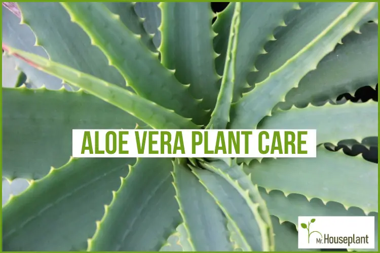 featured-aloe vera plant care
