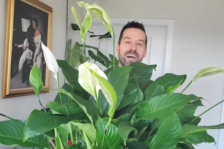 Peace lily not shop flowering