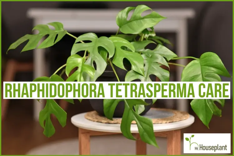 featured-rhaphidophora tetrasperma care