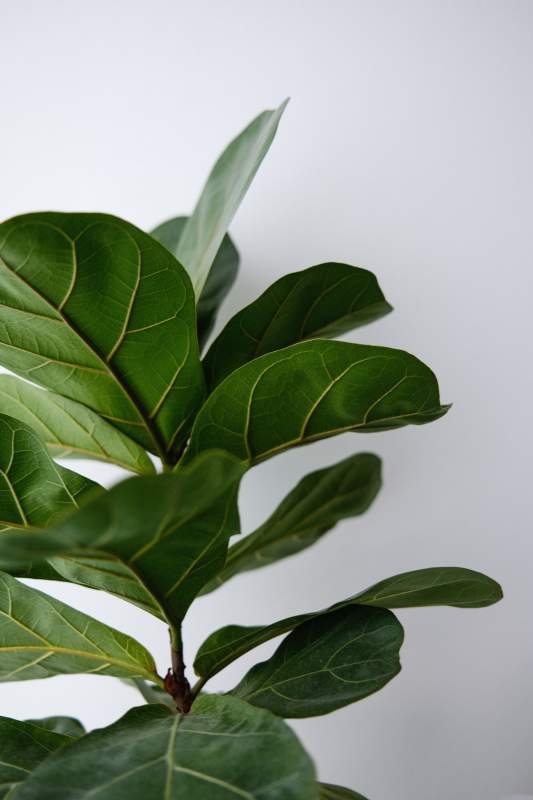 Ficus Lyrata green leaves due to proper Fiddle Leaf Fig care