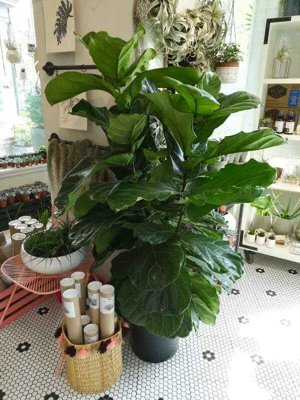 Fiddle leaf Fig with its beautiful green leaves in a bright room