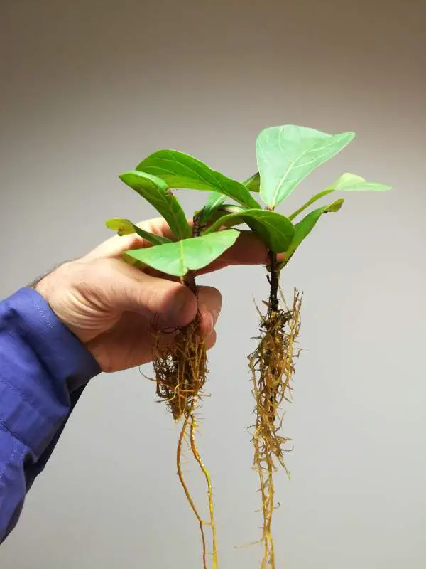 A hand is holding two newly rooted Fiddle Leaf Fig cuttings with the root and green leaves in the air