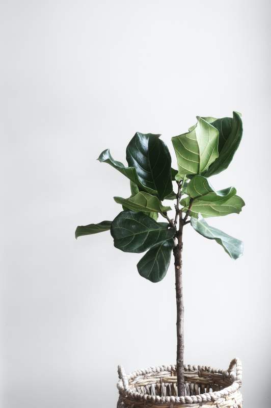 a Fiddle Leaf Fig tree in a woven basket