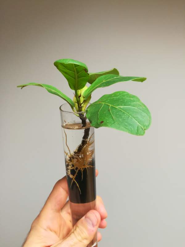 The hand is holding the Fiddle Leaf plant cutting that is propagated in water