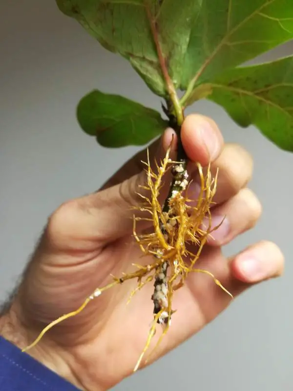 Fiddle Leaf Fig cutting with new roots developed held by the hand