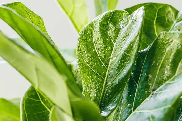 featured-best type of water for fiddle leaf fig