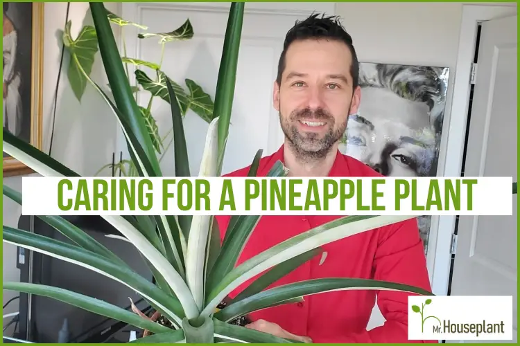 featured-caring for a pineapple plant