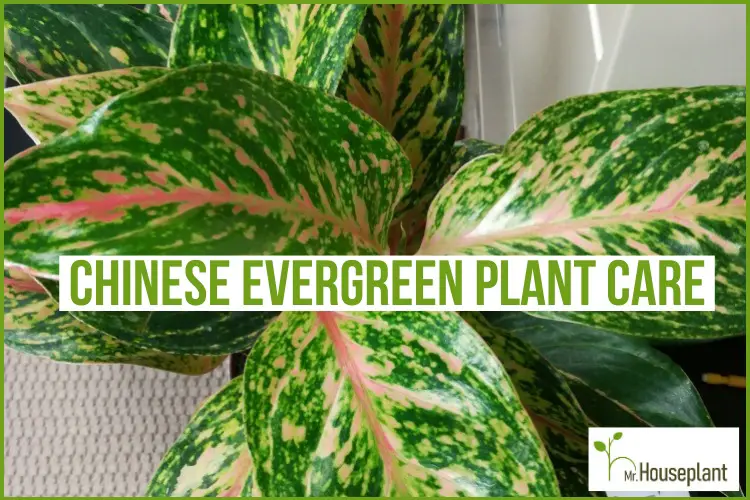 featured-chinese evergreen plant care