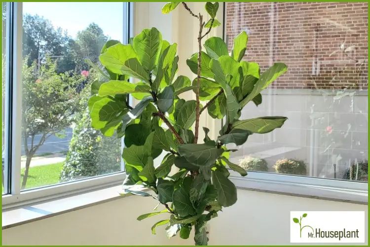 featured-fiddle leaf fig light requirements