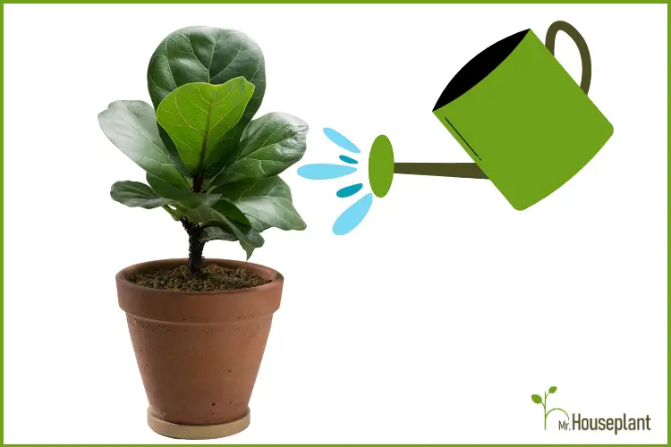 featured-fiddle leaf fig watering