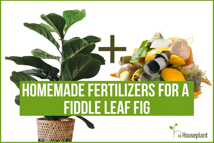 featured-homemade fertilizers for a fiddle leaf fig
