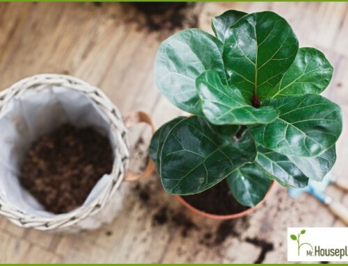 How to Repot a Fiddle Leaf Fig?