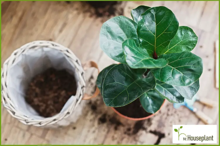 featured-how to repot a fiddle leaf fig