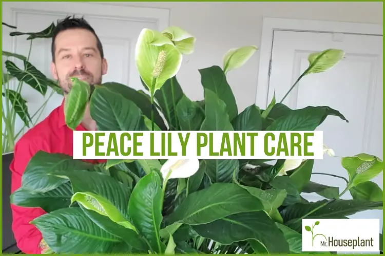 featured-peace lily plant care