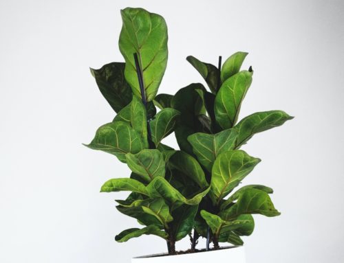 The Most Common Problems After Repotting a Fiddle Leaf Fig