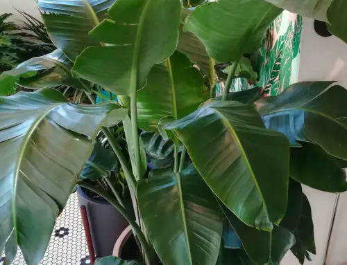 Bird Of Paradise Plant Care – How To Grow A Gorgeous Strelitzia Plant