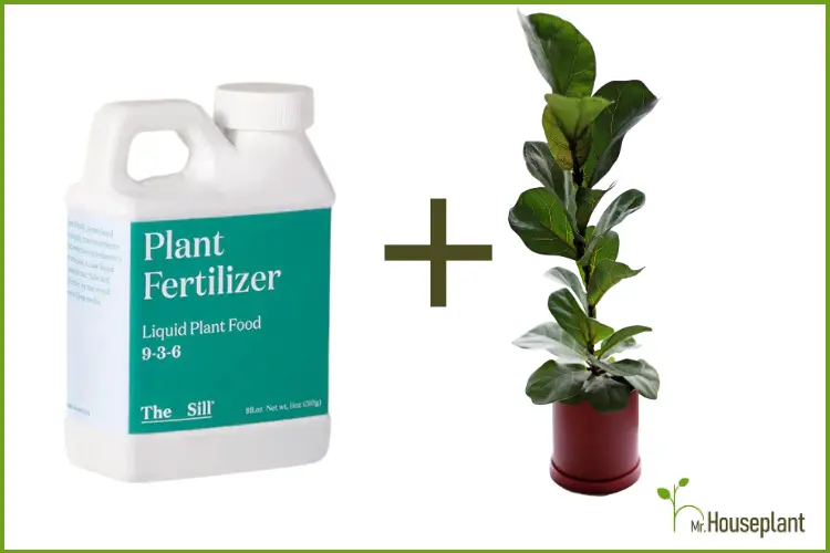 featured photo-fertilizing fiddle leaf fig