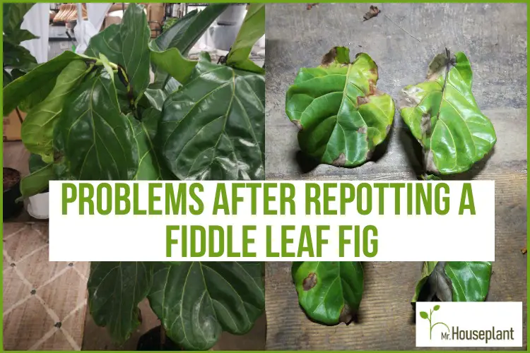 featured-problems after repotting a fiddle leaf fig