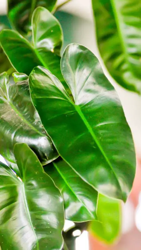 2-Philodendron burle-marxii2