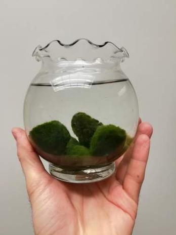Thinking of getting a marimo moss ball as a houseplant, but i