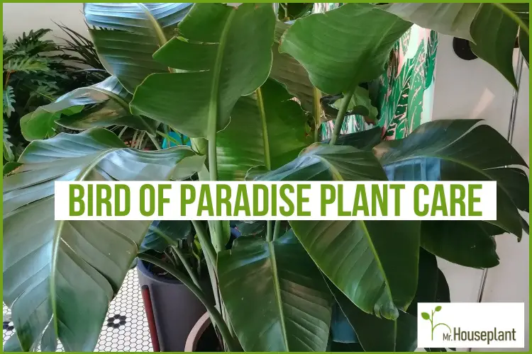 featured-bird of paradise plant care