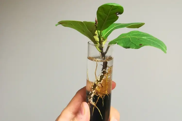 featured-dwarf fiddle leaf fig propagation