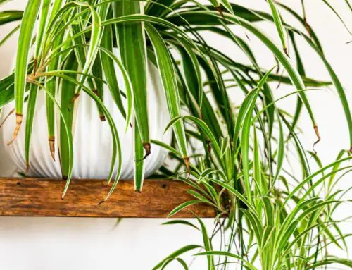 Spider Plant Brown Tips (Causes & Solutions EXPLAINED)