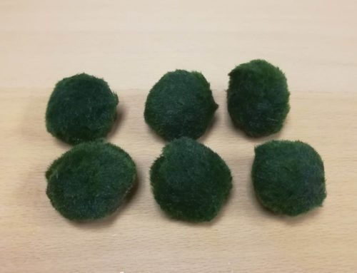 Marimo Moss Ball Care – The Only Guide You’ll Ever Need