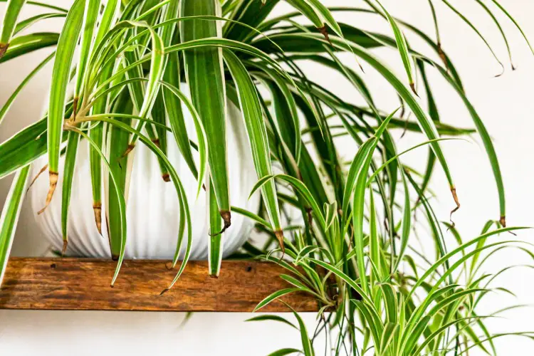 featured-spider plant brown tips
