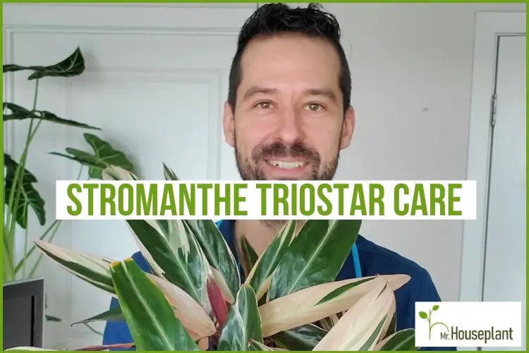 featured-stromanthe triostar care