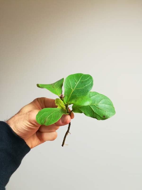 The hand is holding a cutting with four green leaves