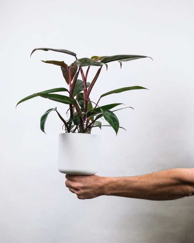 A hand is holding Philodendron Erubescens with its green leaves in a white pot