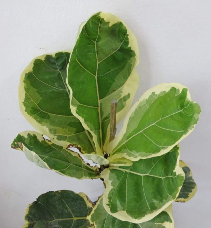 Fiddle Leaf Fig with green-yellow colored leaves